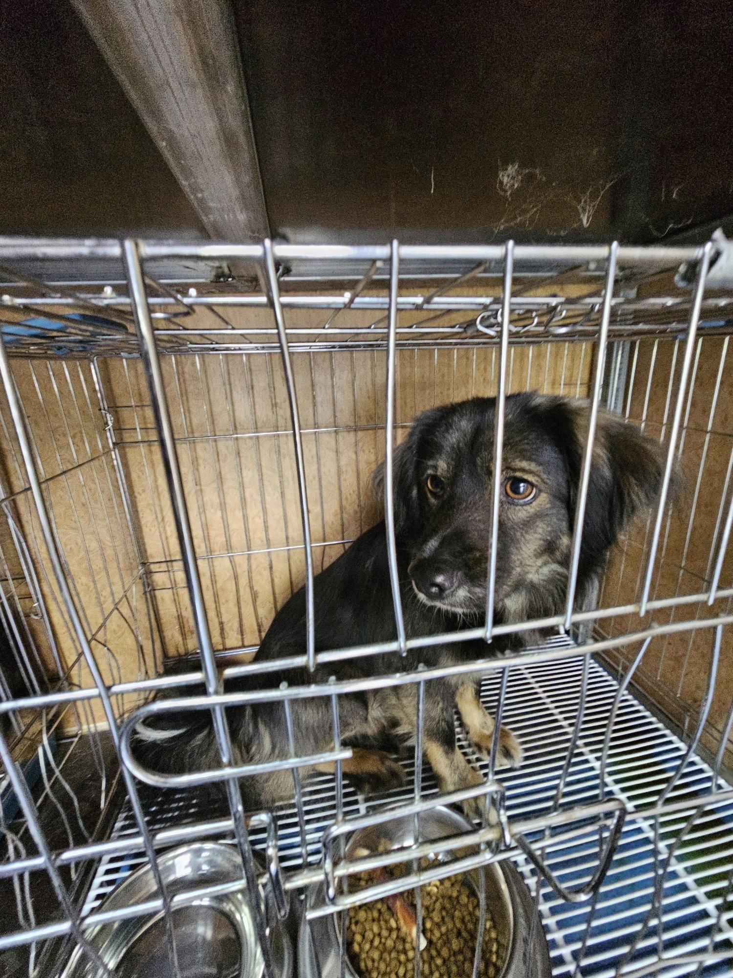 삼척시동물보호센터_442424202400225